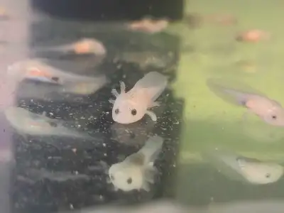 Little Water Dragons Seeking Forever Homes! We have a beautiful batch of baby Axolotls ready to find...