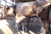 Cow calf pair for sale