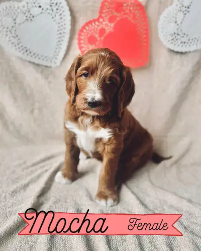 Goldendoodle Puppies, View more