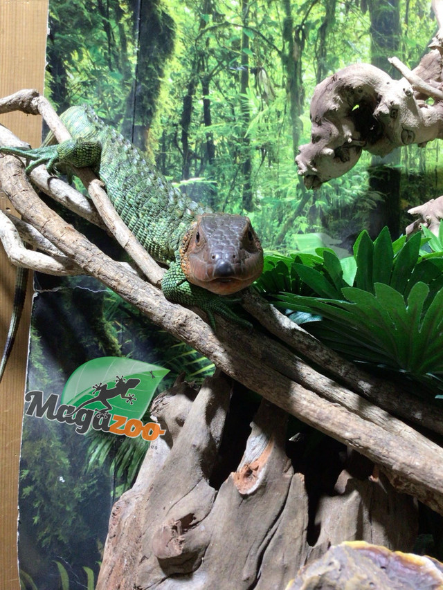 Lézard Caiman / Caiman lizard in Reptiles & Amphibians for Rehoming in City of Montréal - Image 2