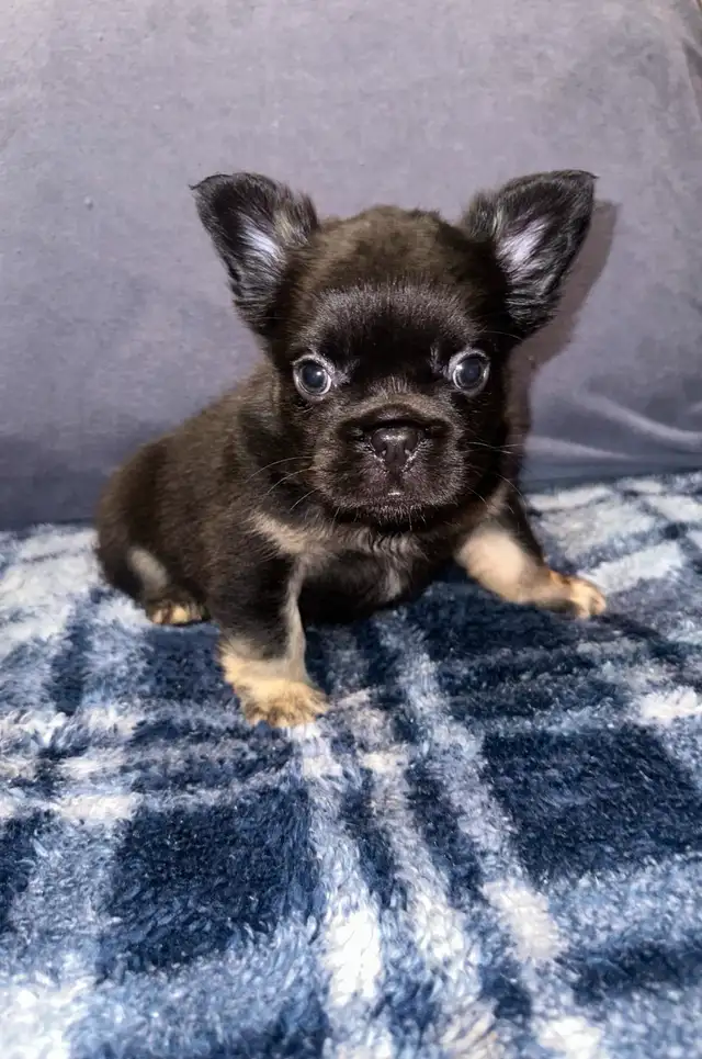 Fluffy Frenchie for Sale in Dogs & Puppies for Rehoming in City of Toronto - Image 2