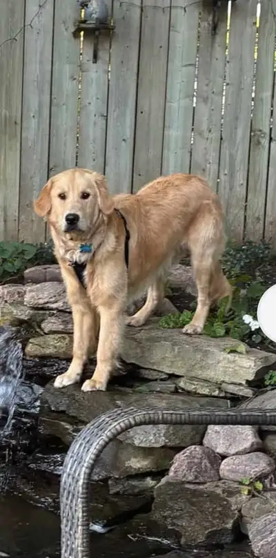 9 month old male golden retriever, View more