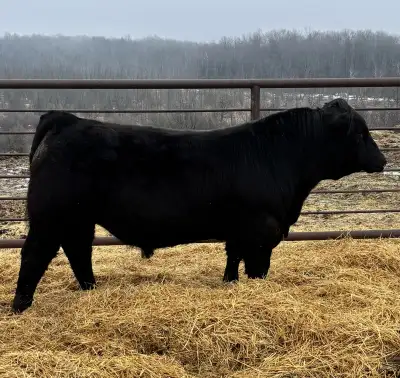 Yearling Simmental bull, View more