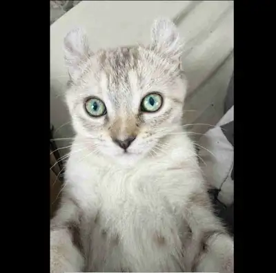 Lynx Kitten, View more