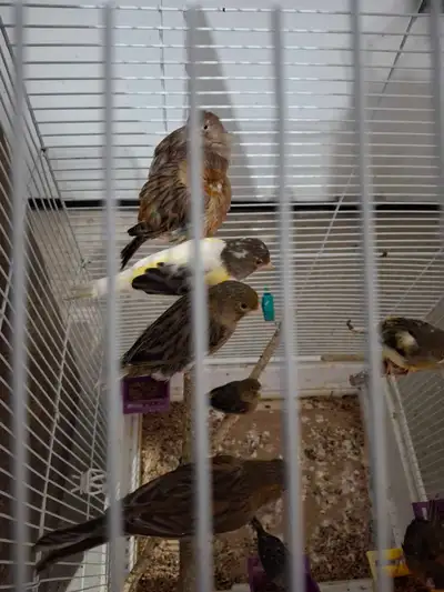 Des belles canari femelle à vendre , View more