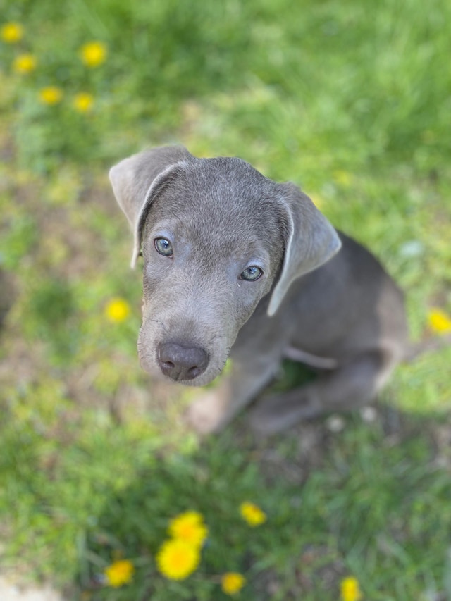 Silver Lab Male 12 Weeks Old Dogs & Puppies for Rehoming London