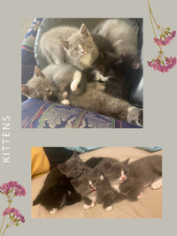 Mixed Breed Kittens