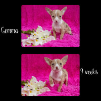 1Female Chihuahua Puppy
