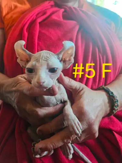 à vendre Chatons Sphynx Kitten for sale, View more