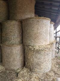 Dry hay for sale