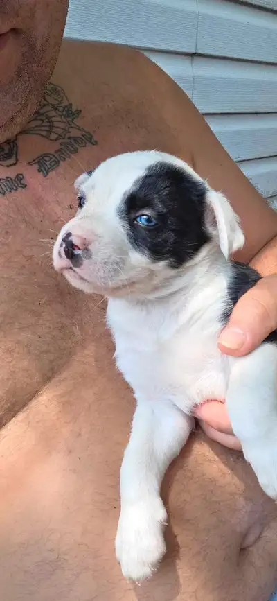 chiots mix husky, View more