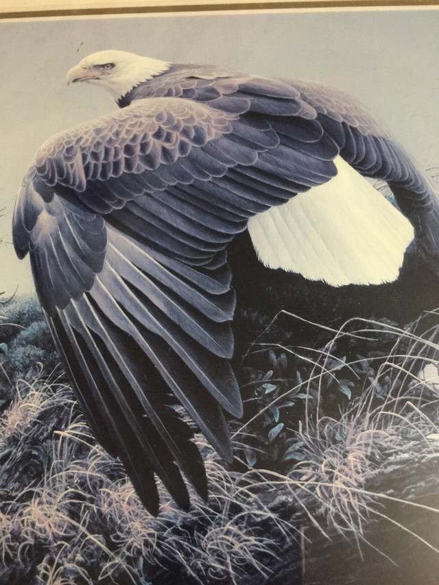 Robert Bateman American eagle print in Arts & Collectibles in Ottawa - Image 3
