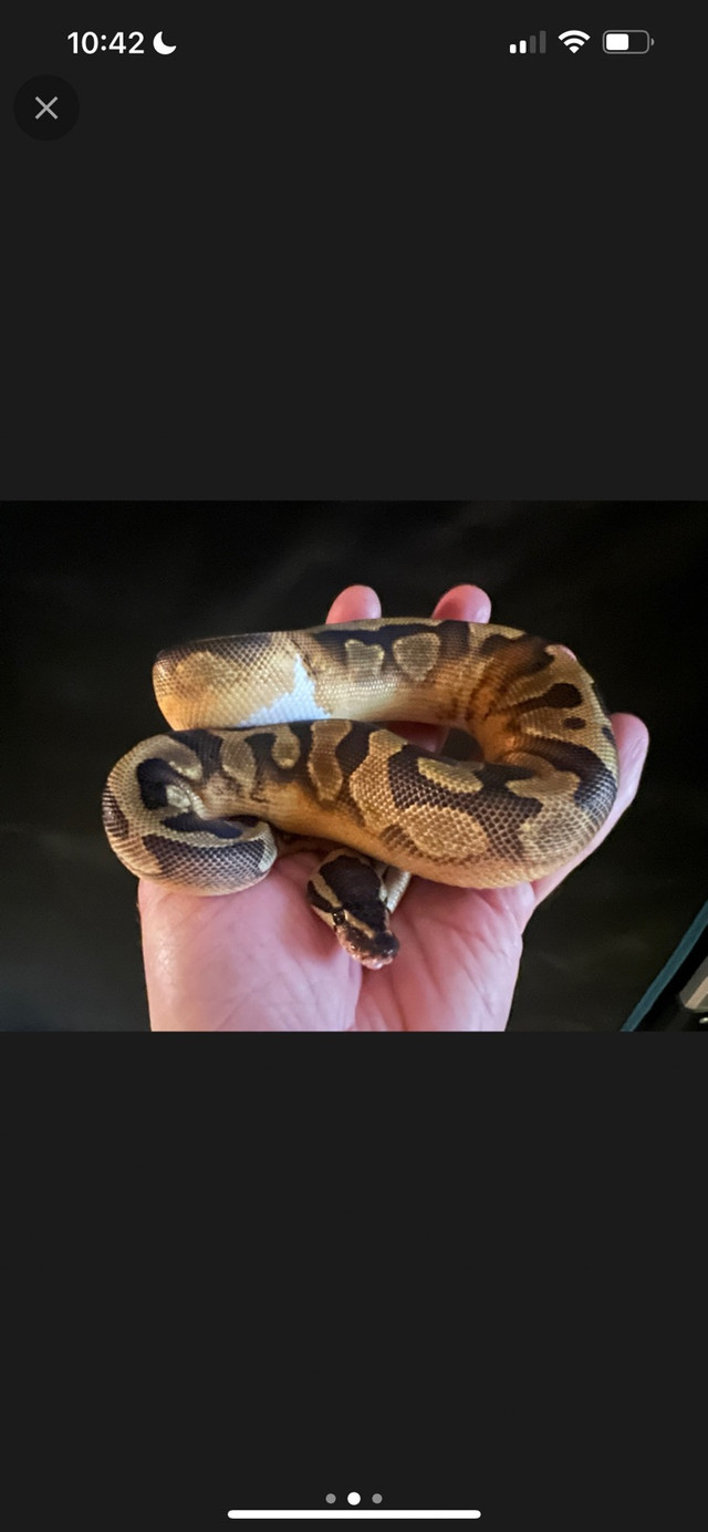 Enchi pied poss granite male hatchling ball python  in Reptiles & Amphibians for Rehoming in Edmonton - Image 3