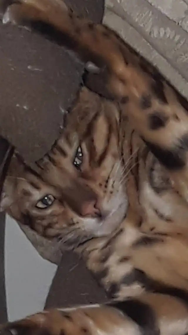 chaton bengal pure race parent sur place in Cats & Kittens for Rehoming in Trois-Rivières - Image 9