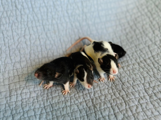 Flashy Baby GIRL Rats in Small Animals for Rehoming in Peterborough - Image 4