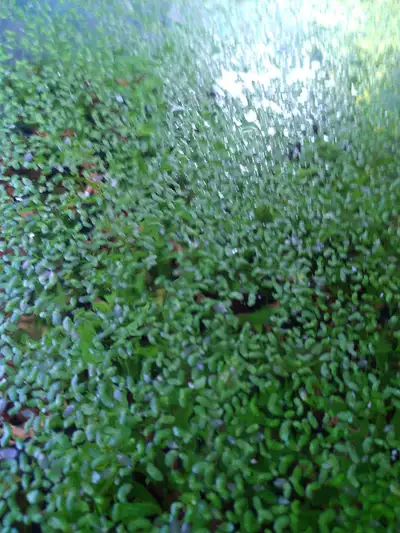 Duckweed - live aquarium plant, View more