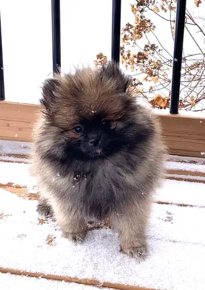 beautiful babies mâle pomeranien, View more