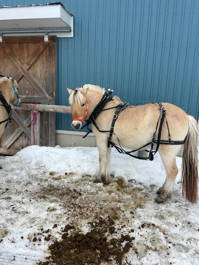 registered Norweigain Fjord Geldings 4yrs in Horses & Ponies for Rehoming in Mississauga / Peel Region - Image 4