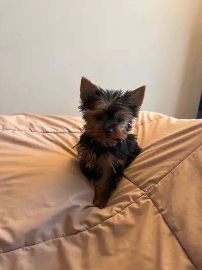 Yorkie Puppies, View more