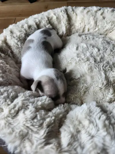 Chihuahua puppies, View more