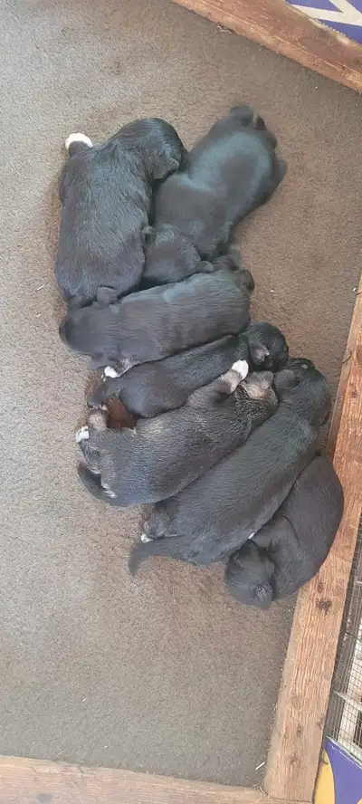 Adorable  schnauzer  nain, View more