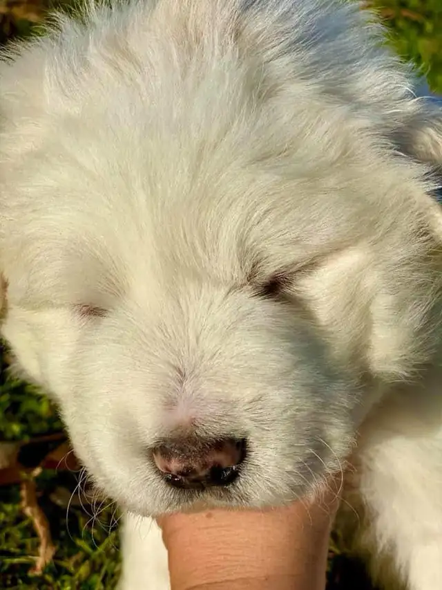 Great Pyrenees puppies ( PUREBRED) in Dogs & Puppies for Rehoming in St. Albert - Image 7