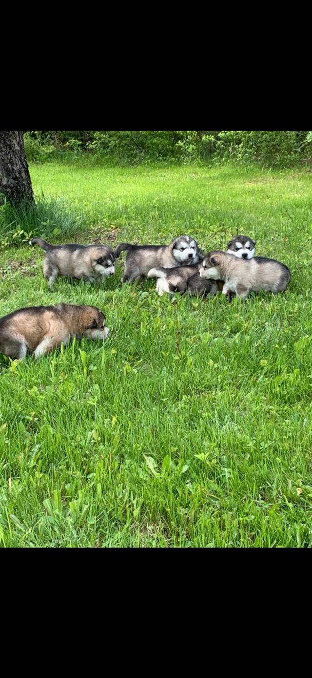 Chiots Malamute d’Alaska dans Chiens et chiots à adopter  à St-Georges-de-Beauce - Image 4