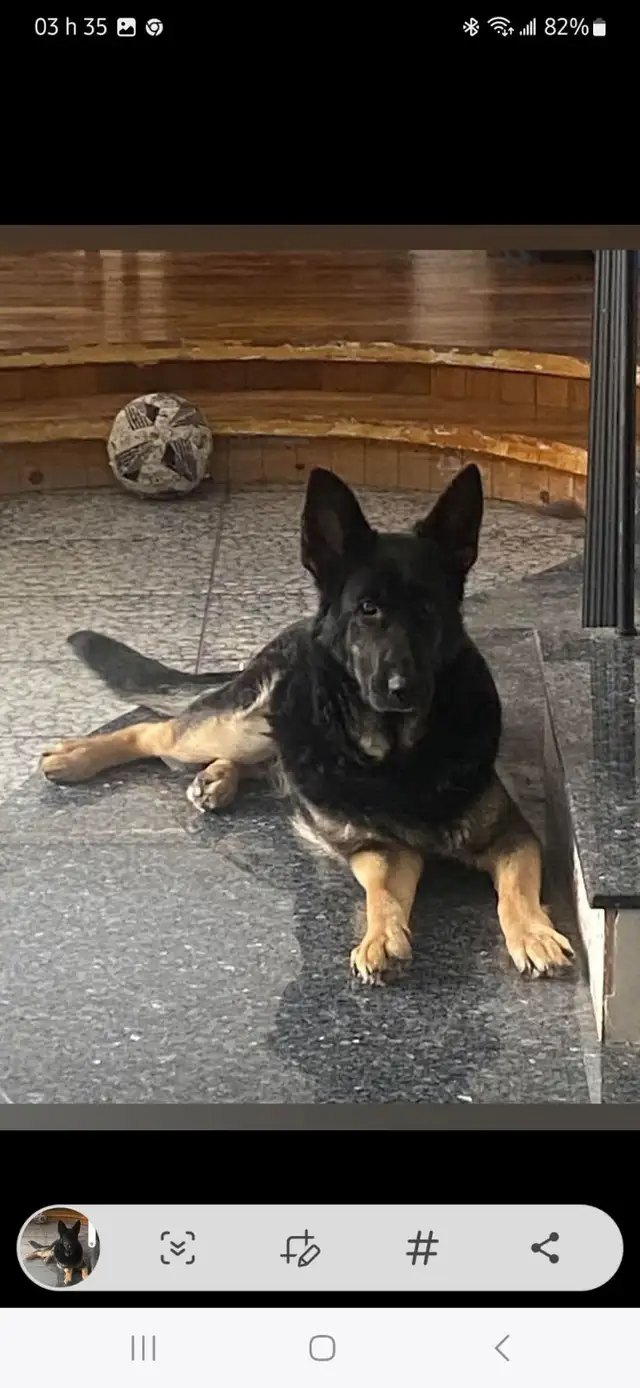 Chiot berger allemand a vendre in Dogs & Puppies for Rehoming in Longueuil / South Shore - Image 12