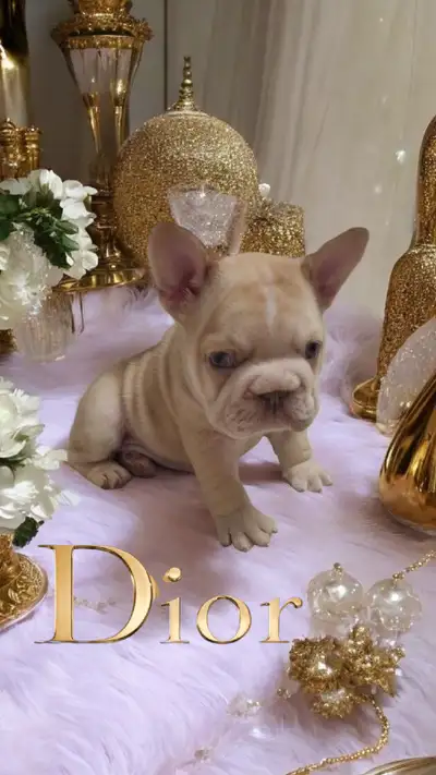 top French Bulldog puppies, isabella/merle/fluffy/blue eyes, View more