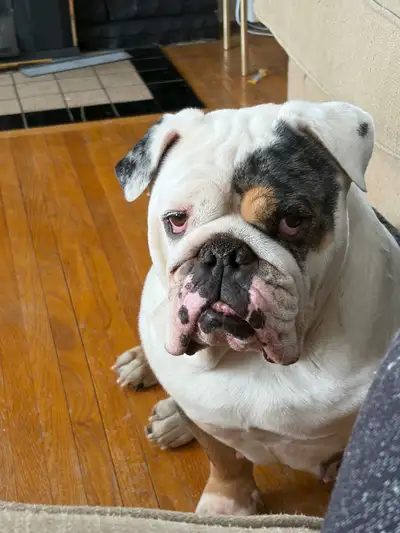 female English bulldog, View more