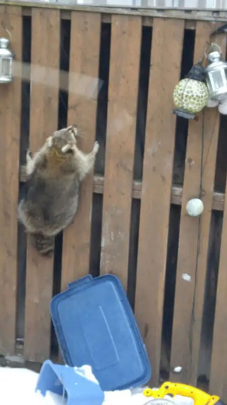 \\\ Squirrels & Raccoons ️- Removal & Protect Your Roof ///62864354713474124