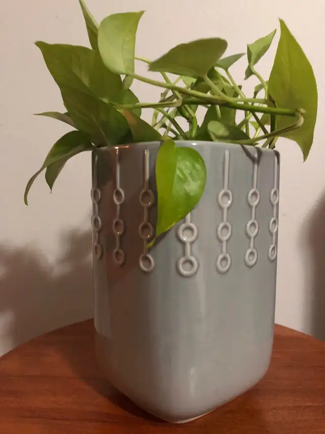 Healthy NEON (Light Green) POTHOS With IKEA Pot in Plants, Fertilizer & Soil in City of Toronto - Image 2