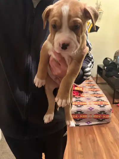 puppies for sale, View more