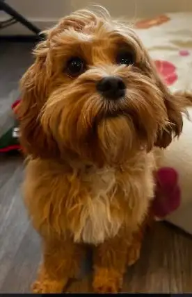 Dog Daycare /Dog Sitting /Doggy Daycare, View more