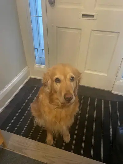 Golden retriever.7 years old. Female, View more