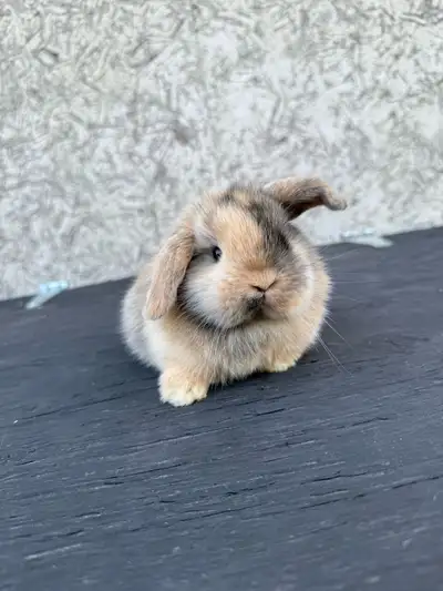 purebred holland lop doe , View more