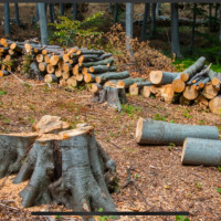 Tree cutting & yard maintenance