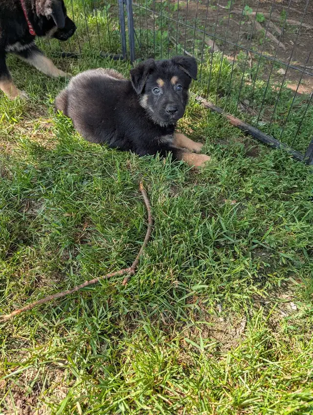 Puppies ready this weekend in Dogs & Puppies for Rehoming in Ottawa - Image 4