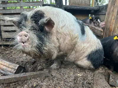 kunekune breeding pair, View more