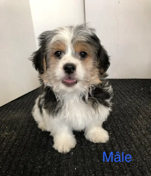 Morkies tricolores au pelage fourni ! in Dogs & Puppies for Rehoming in Victoriaville - Image 7