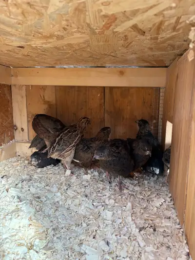 Adult mix quails , View more