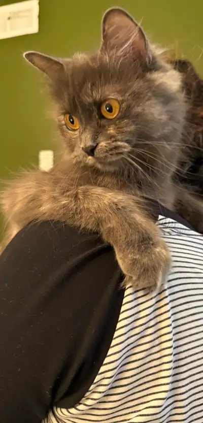 Himalayan mix - Cat Very Friendly Lulu, View more