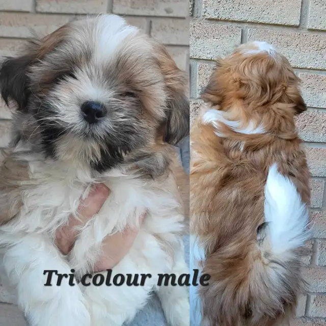 Top Quality Shih Tzu Puppies Available! - ReadyTo Go! in Dogs & Puppies for Rehoming in St. Catharines - Image 6