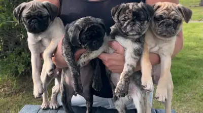 Pug puppies, View more