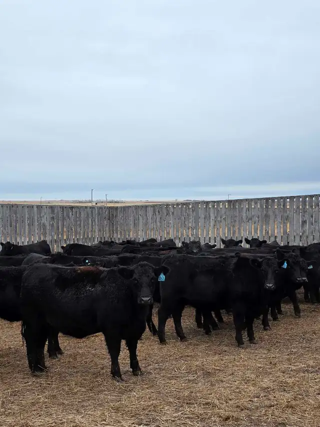 Fancy Black Angus Bred Heifers in Livestock in Saskatoon - Image 2