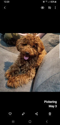 Adorable Toy Poodle