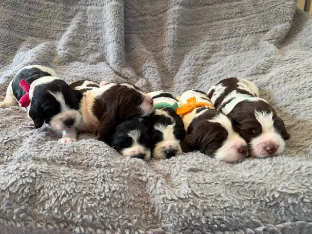 CKC Registered English Springer Spaniel Puppies in Dogs & Puppies for Rehoming in Sudbury - Image 2