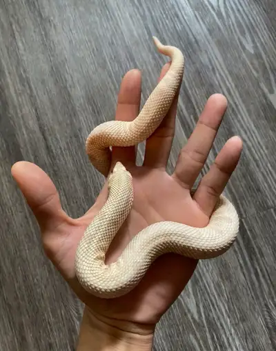 Female Snow Yeti hognose snake with complete setup enclosure for sale with delivery within London On...