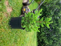 4GA  Blue Spruce Tree's