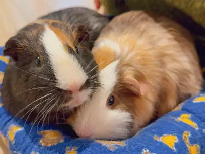 Cute Guinea Pig for Rehoming, View more